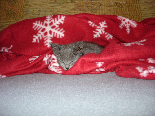 DSC07990.jpg
