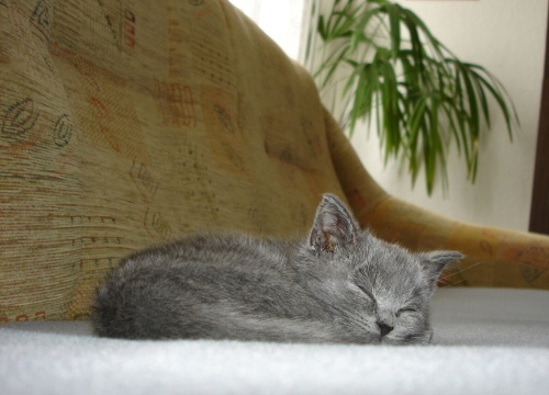 DSC08016.jpg