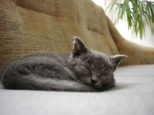 DSC08017.jpg