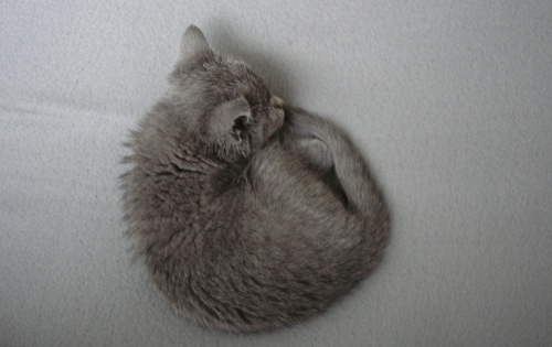 DSC08021.jpg