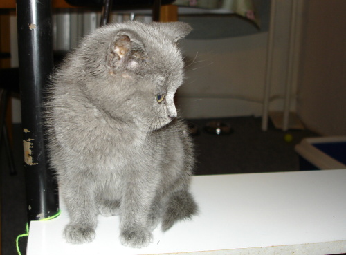 DSC08034.jpg