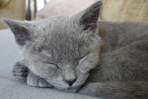 DSC08187.jpg